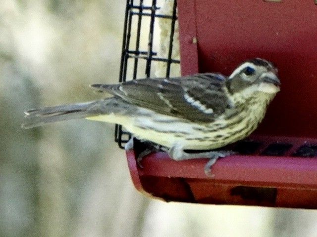 Rose-breasted Grosbeak - ML98192001