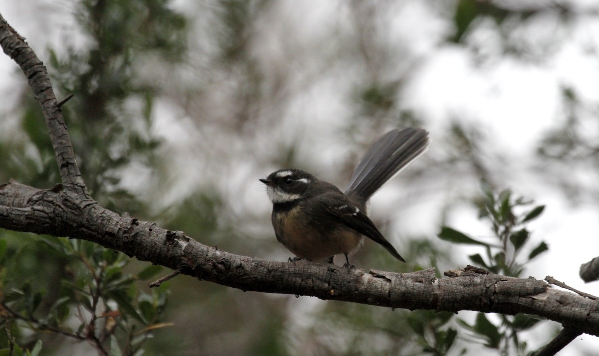 Gray Fantail (albiscapa) - ML98193481