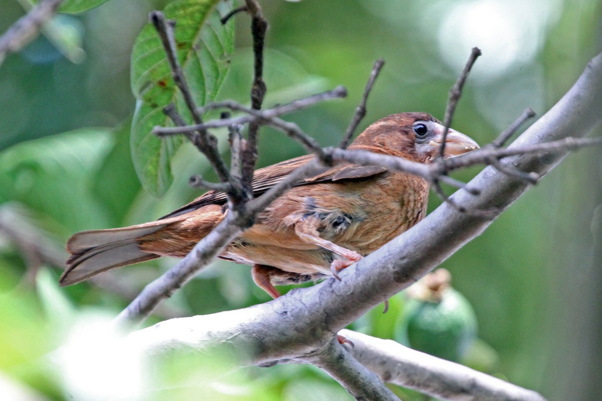 Silver-beaked Tanager - marcelo Zion