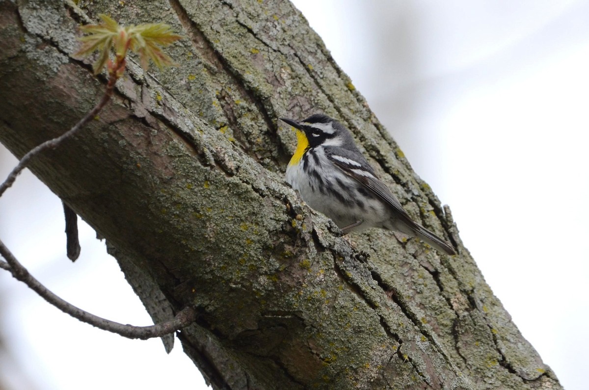 Yellow-throated Warbler - ML98193801