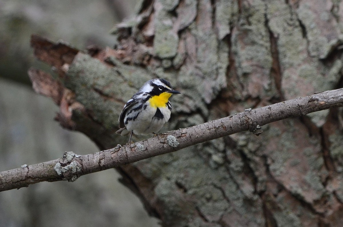 Yellow-throated Warbler - ML98193811