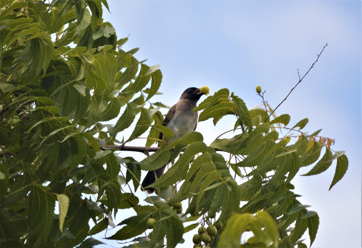 Common Bulbul - ML98194881