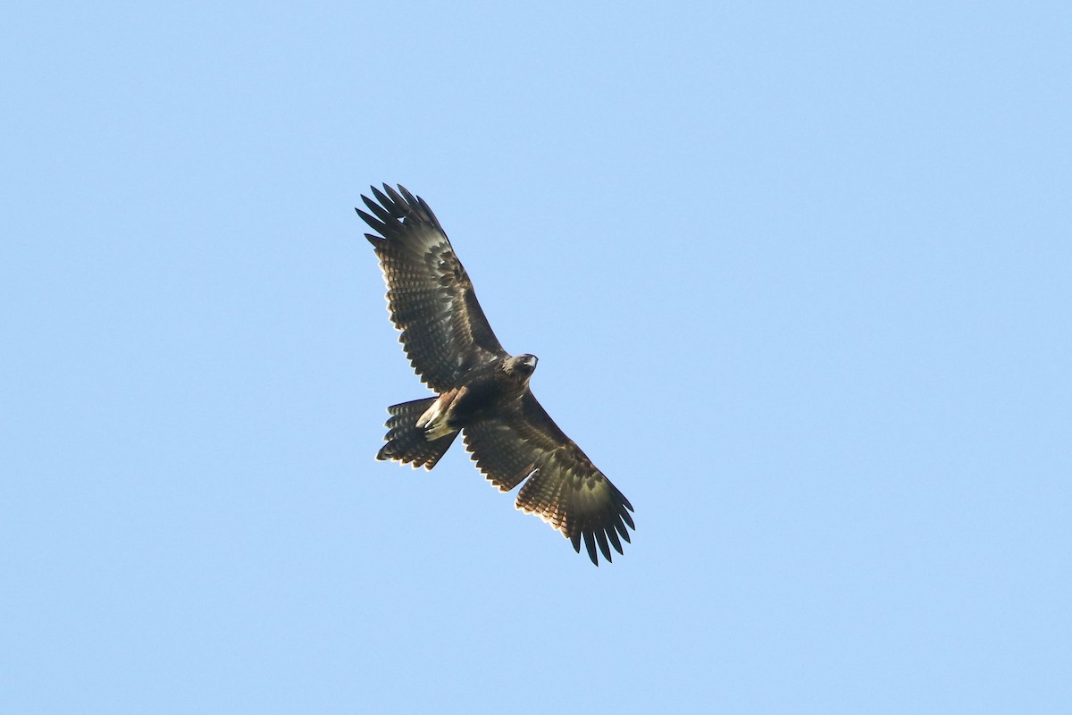 Wedge-tailed Eagle - ML98196131