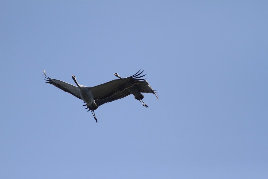 Common Crane - ML98196701