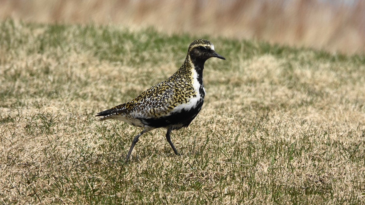 European Golden-Plover - Barry Day