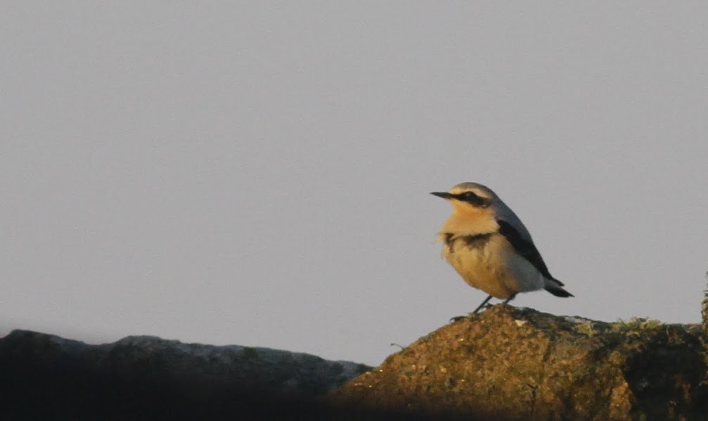 Northern Wheatear (Eurasian) - ML98197511