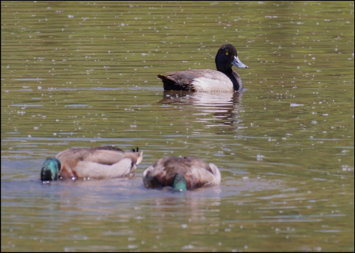 Lesser Scaup - ML98197831