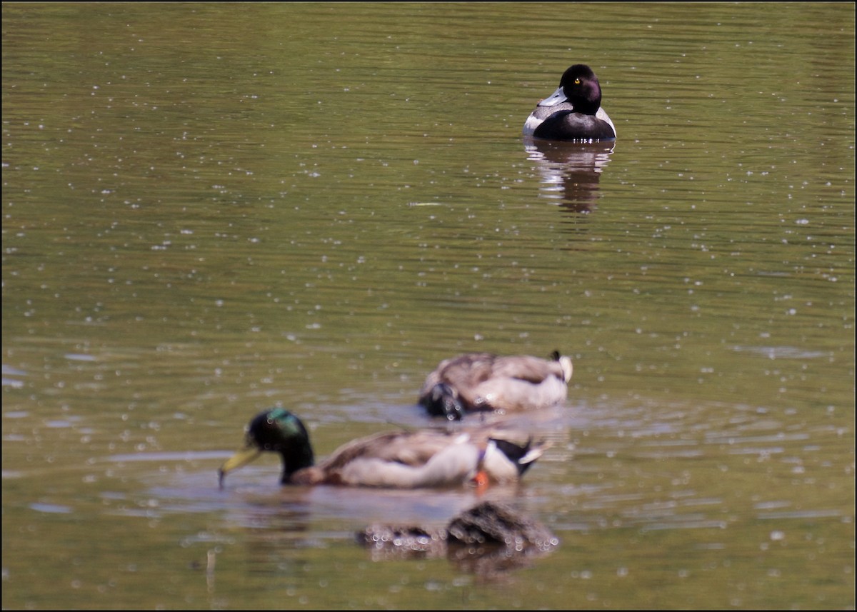 Lesser Scaup - ML98197841