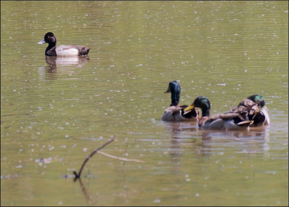 Lesser Scaup - ML98197851