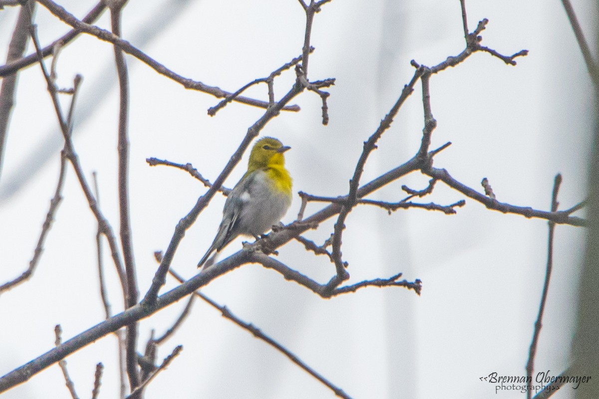 Yellow-throated Vireo - ML98198321