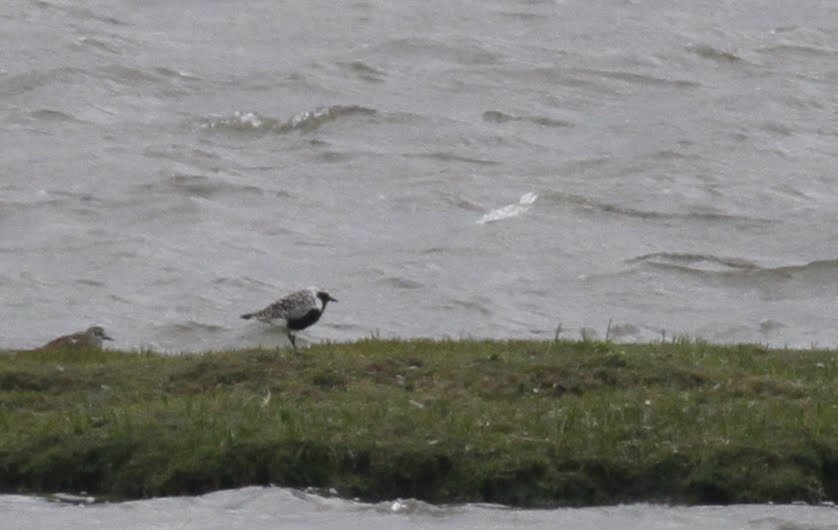 Black-bellied Plover - ML98200081