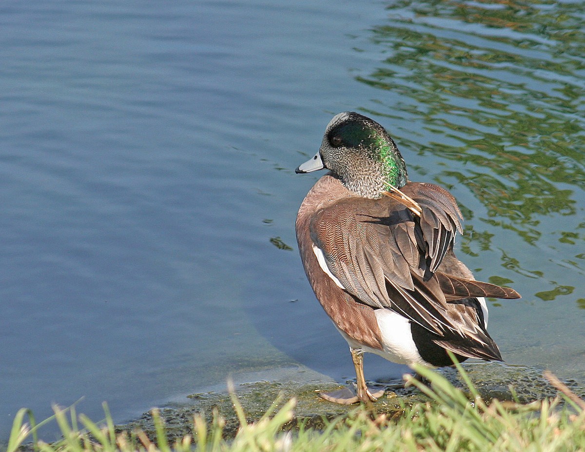 American Wigeon - ML98202081