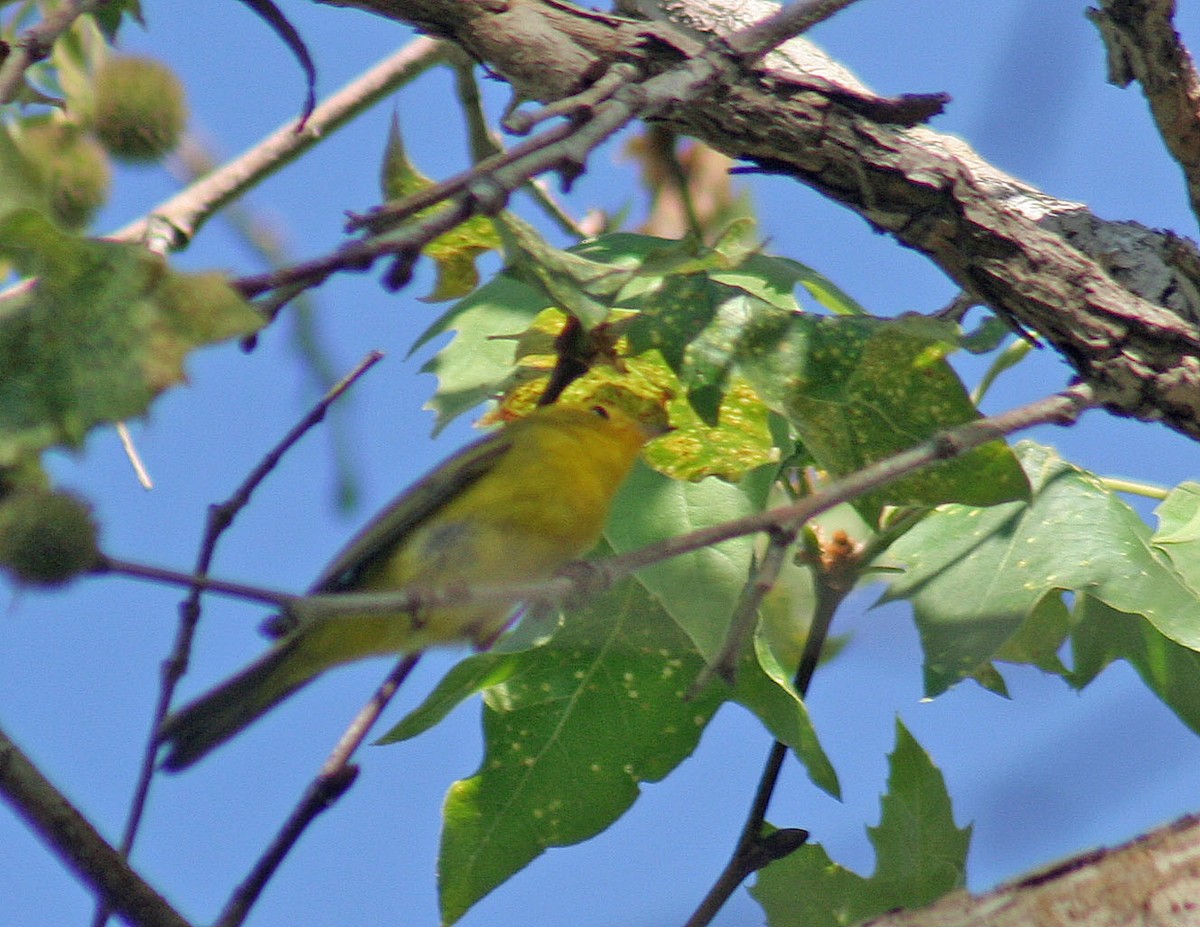 Wilson's Warbler - ML98202781