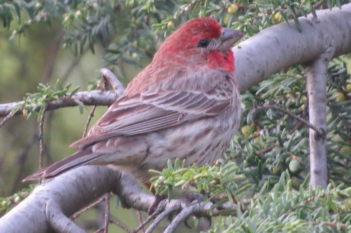 House Finch - ML98203201