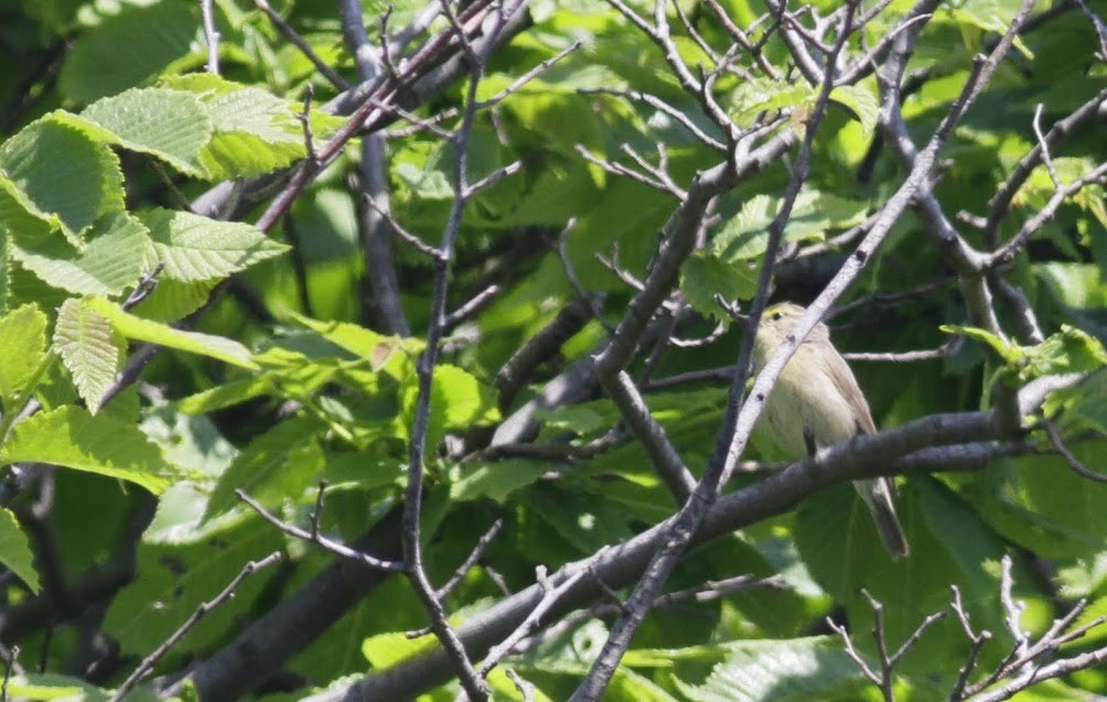 Sulphur-bellied Warbler - Anton Liebermann