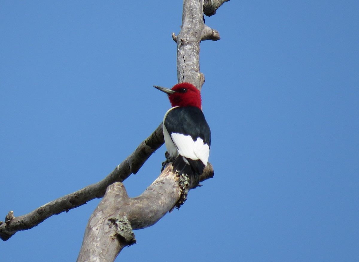 Pic à tête rouge - ML98204741