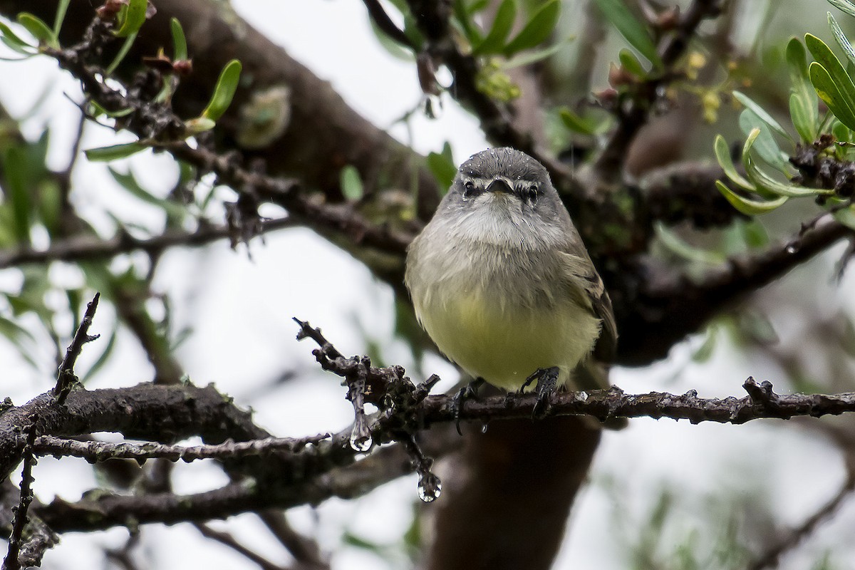 Straneck's Tyrannulet - ML98205171