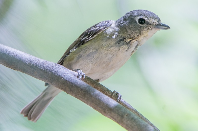 Cassin's Vireo - ML98209421