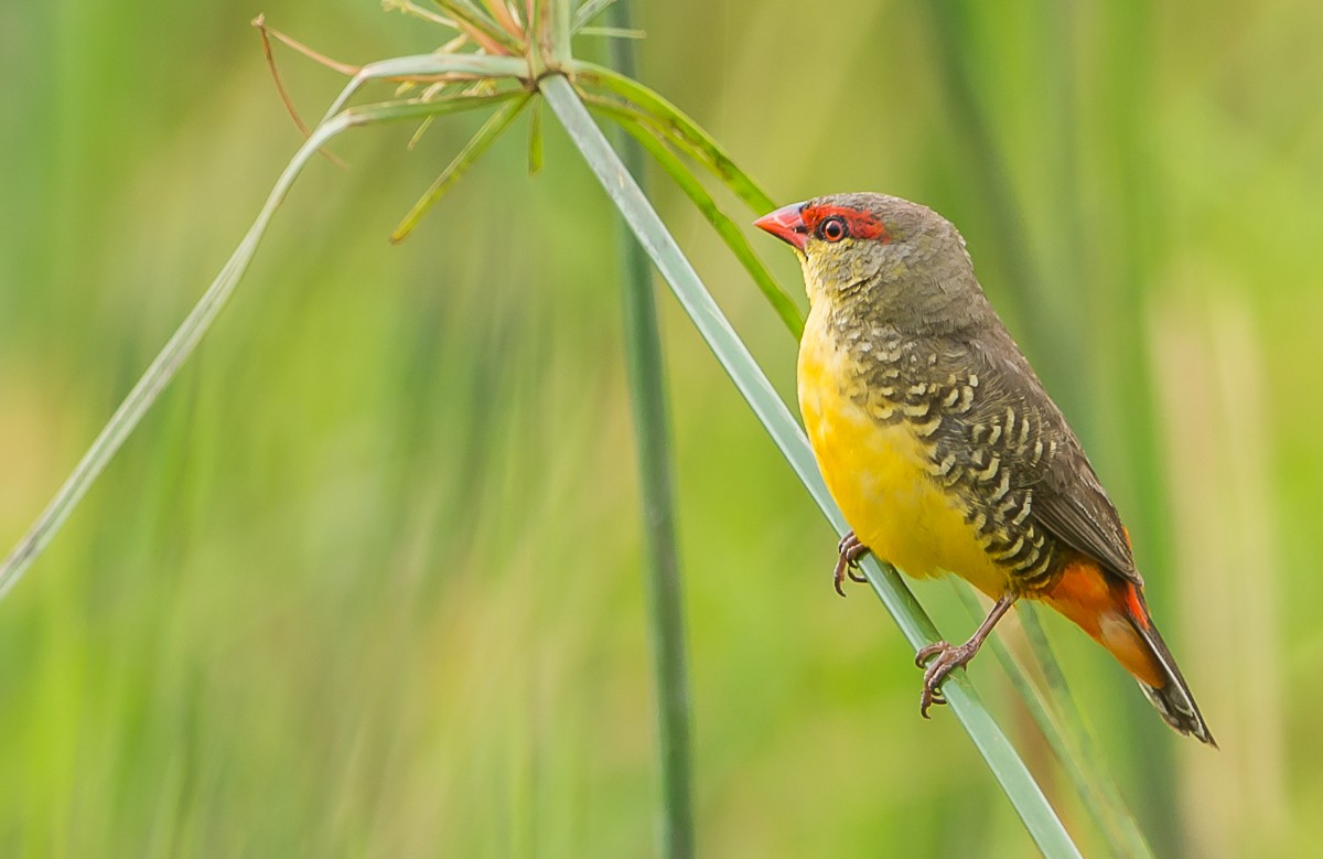 Zebra Waxbill - Riaan Marais