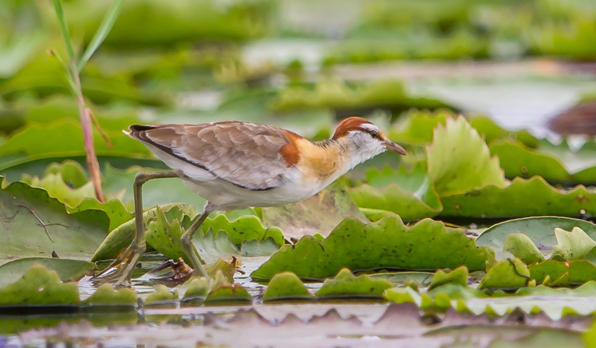 Lesser Jacana - ML98210291