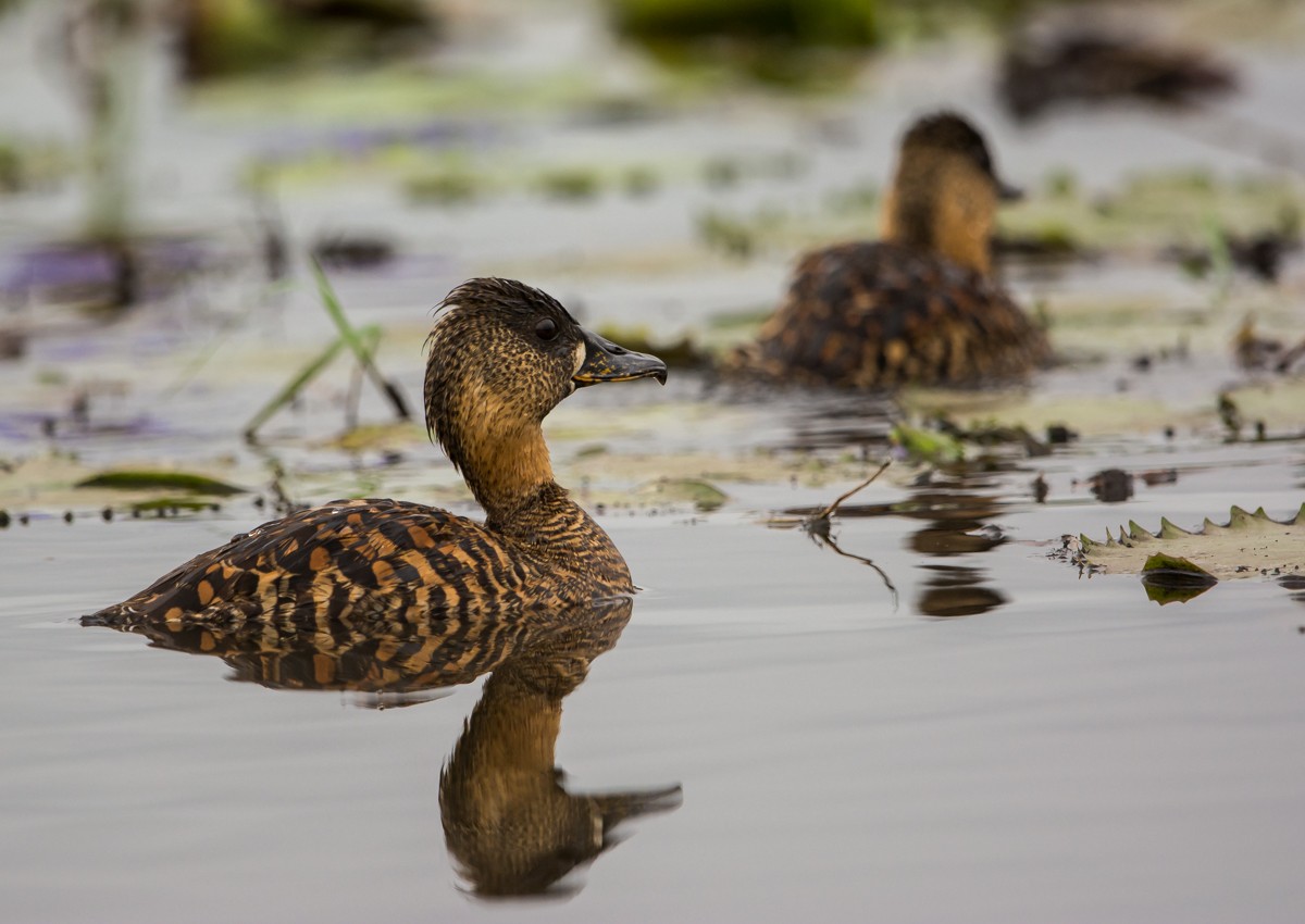 White-backed Duck - ML98210671