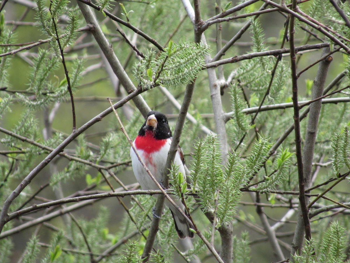 Rose-breasted Grosbeak - ML98211381