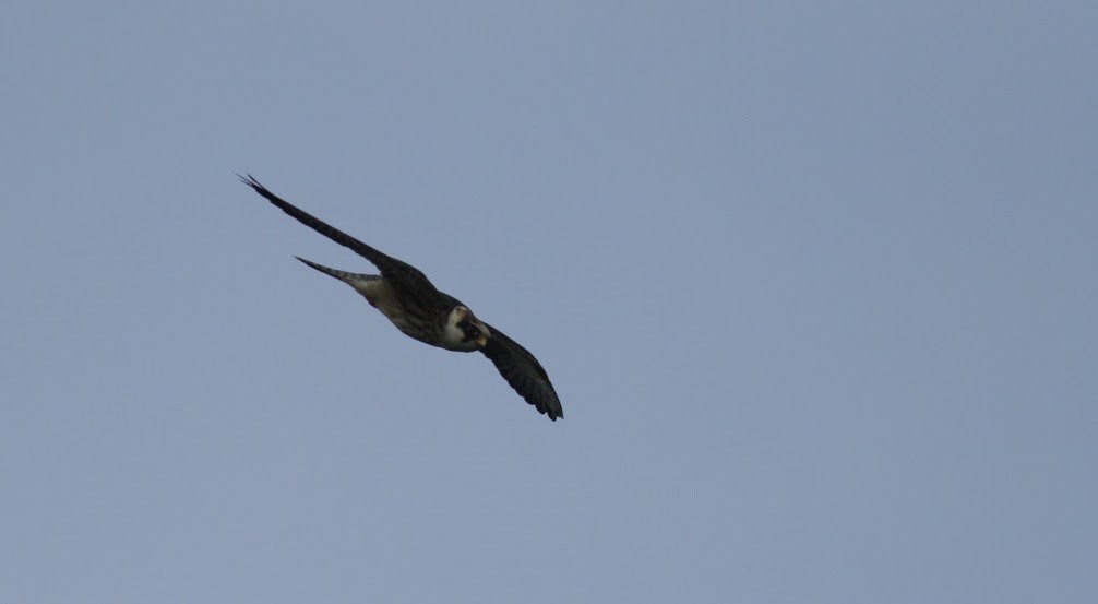 Falco cuculo - ML98213061
