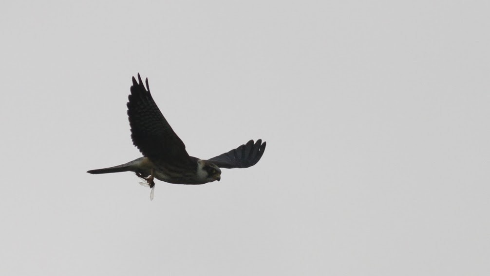 Red-footed Falcon - ML98213071