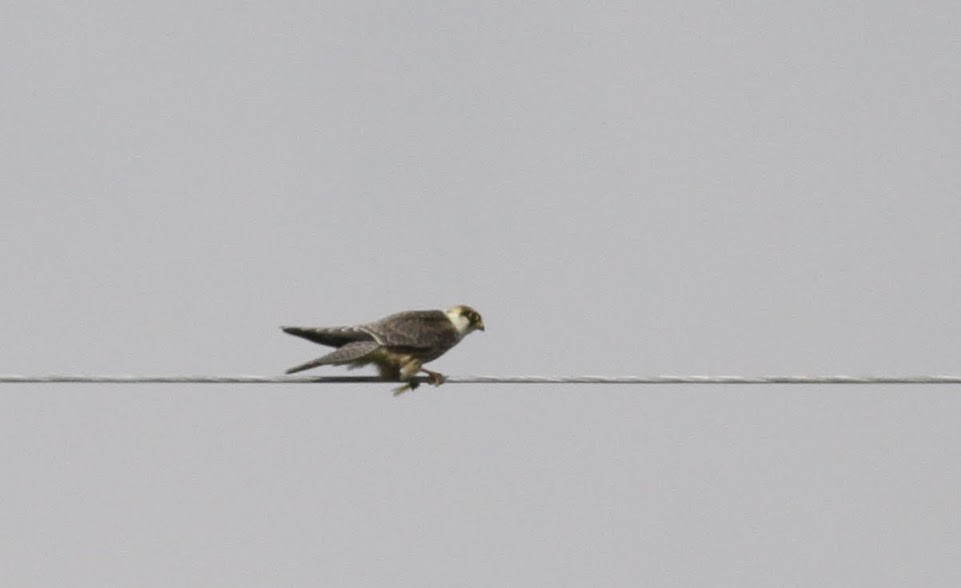 Falco cuculo - ML98213081