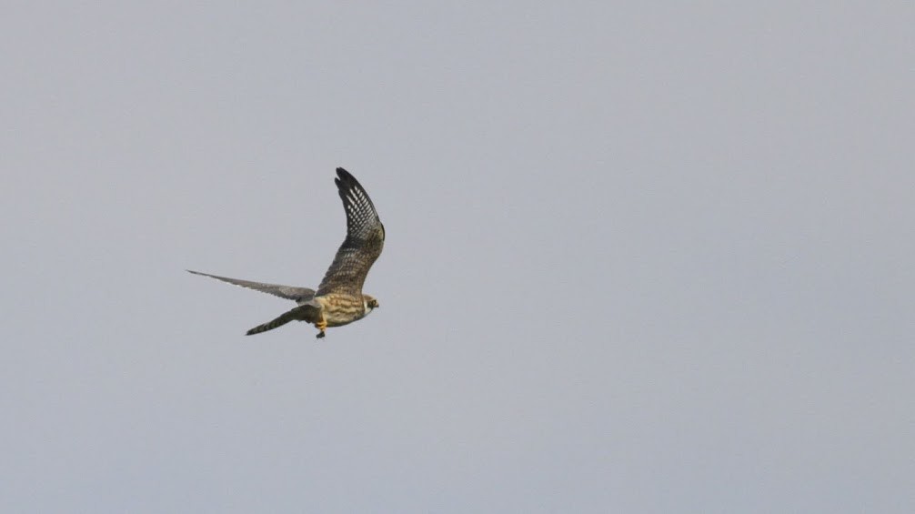 Falco cuculo - ML98213111