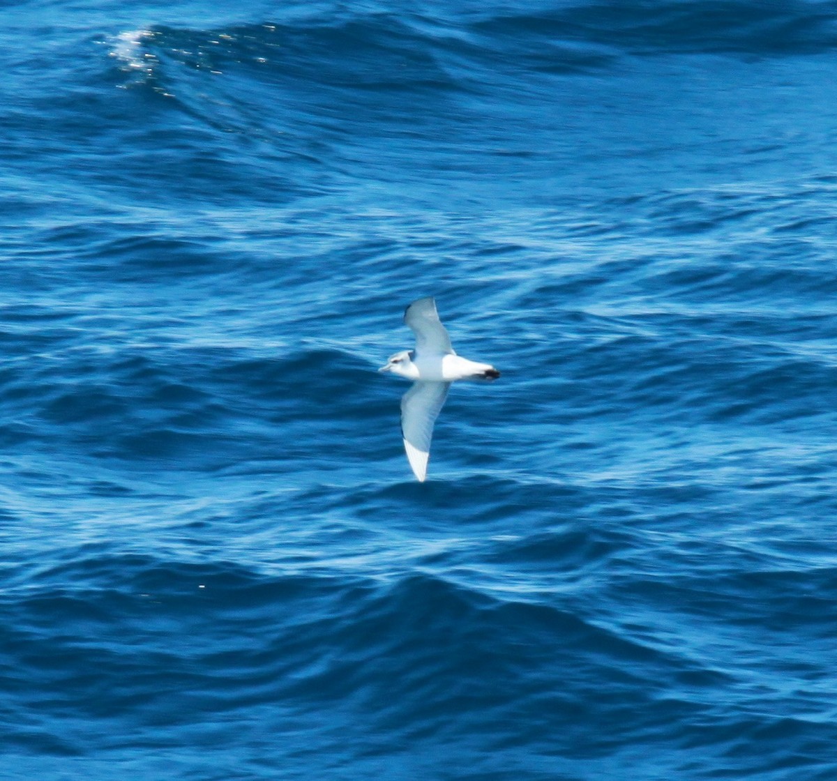 Antarctic Prion - ML98213511