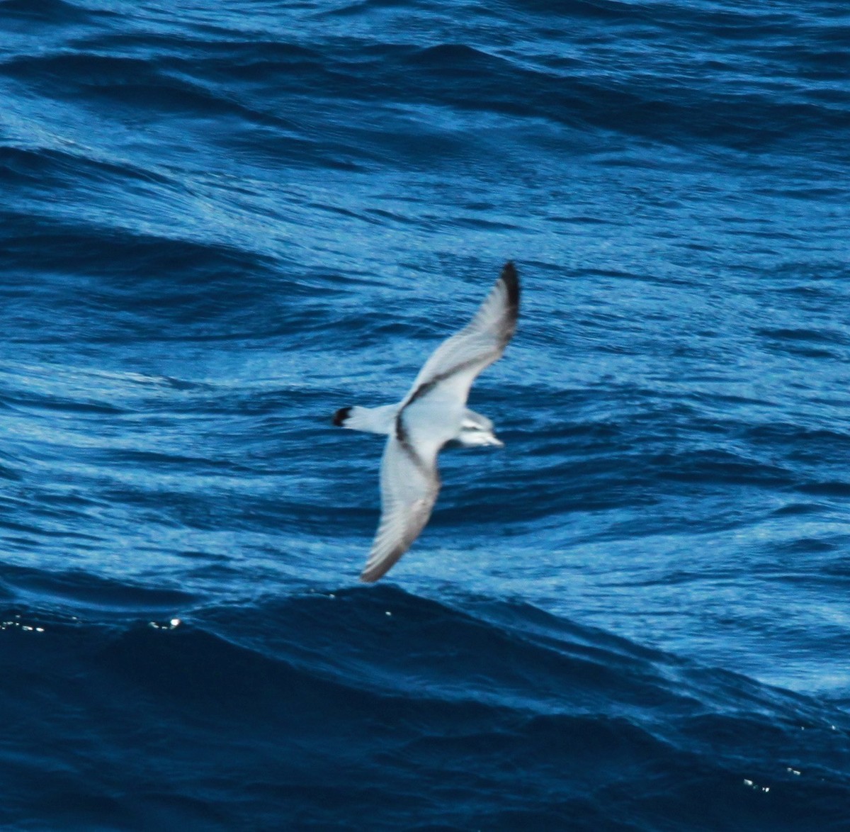 Antarctic Prion - ML98213551