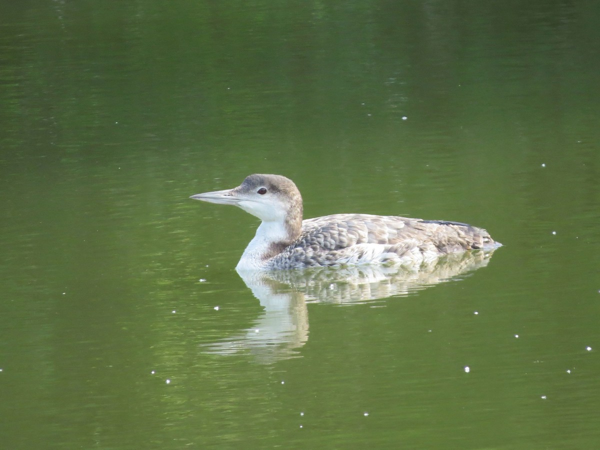 Common Loon - ML98213671