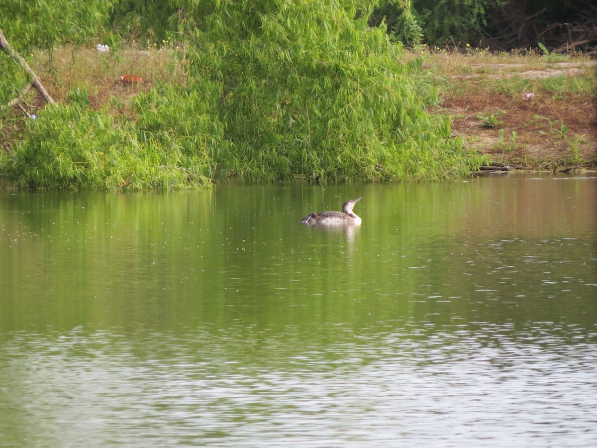 Common Loon - ML98213691