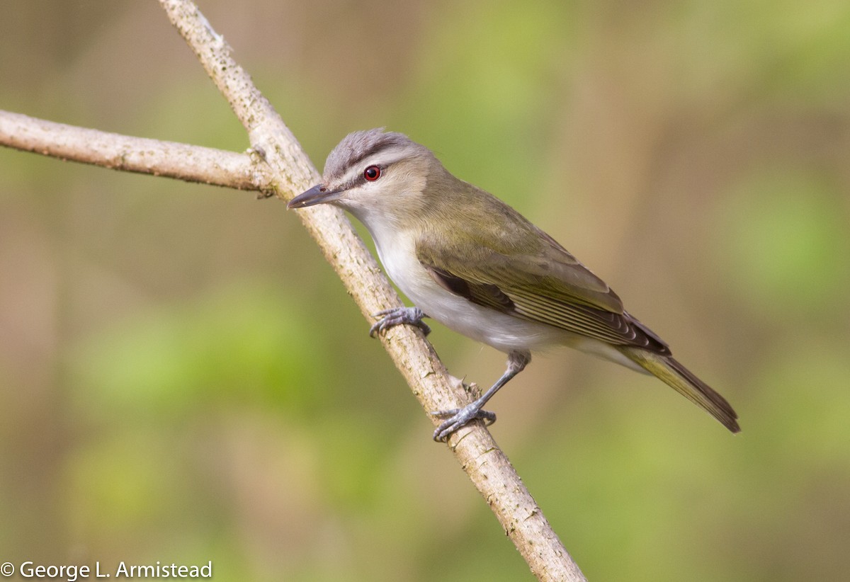 Red-eyed Vireo - ML98214221