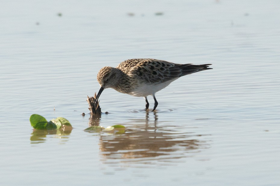 Baird's Sandpiper - Chris Harrison