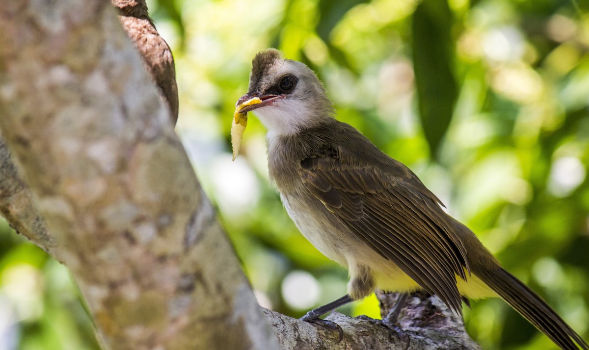 Yellow-vented Bulbul - Michael Teoh