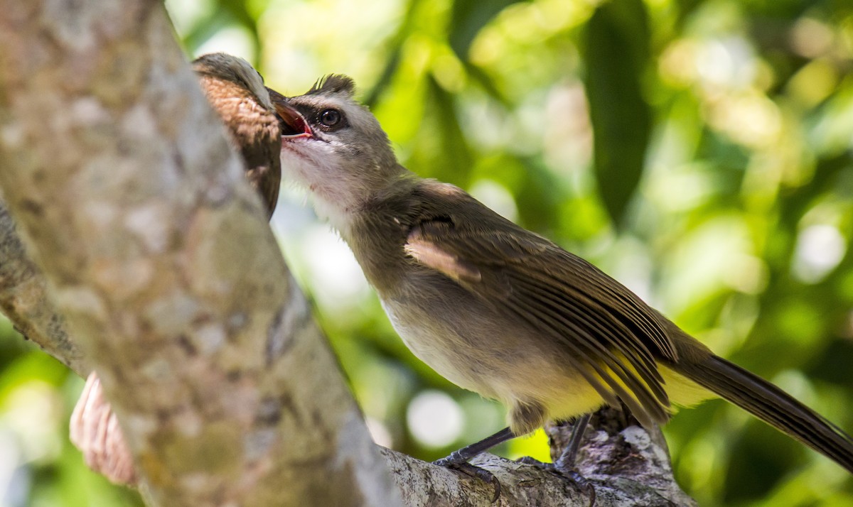 Yellow-vented Bulbul - Michael Teoh