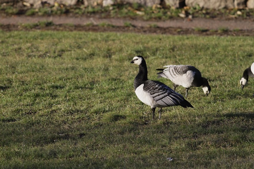 Barnacle Goose - ML98217101