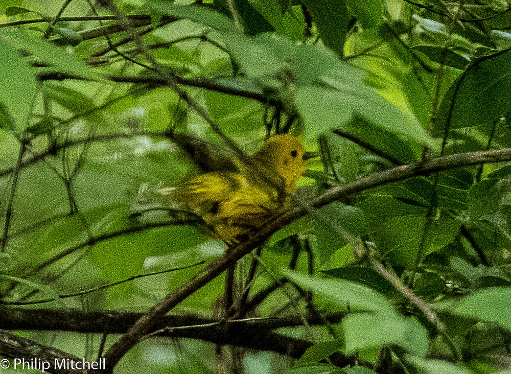 Yellow Warbler - ML98217301