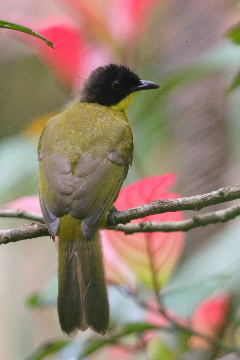 Black-capped Bulbul - ML98217781