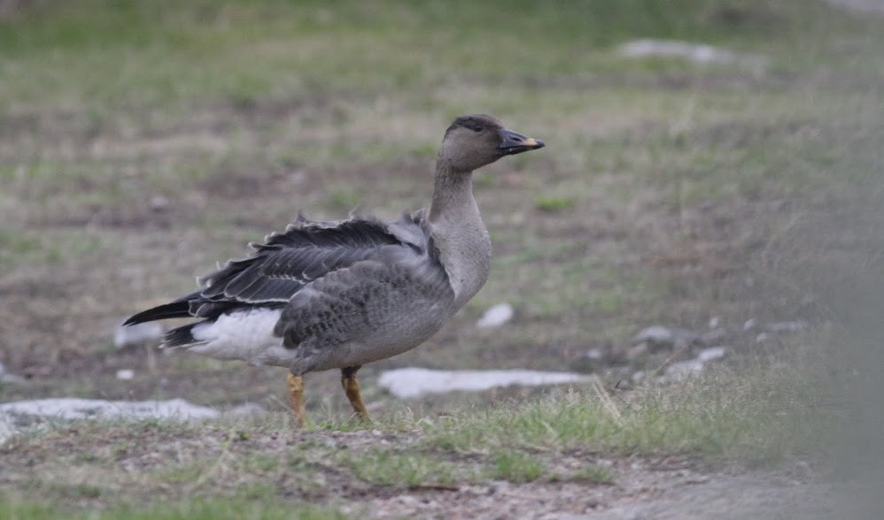 Tundra Bean-Goose - ML98221261