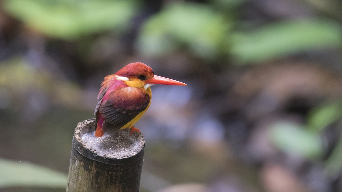 Rufous-backed Dwarf-Kingfisher - Ashraf Anuar Zaini