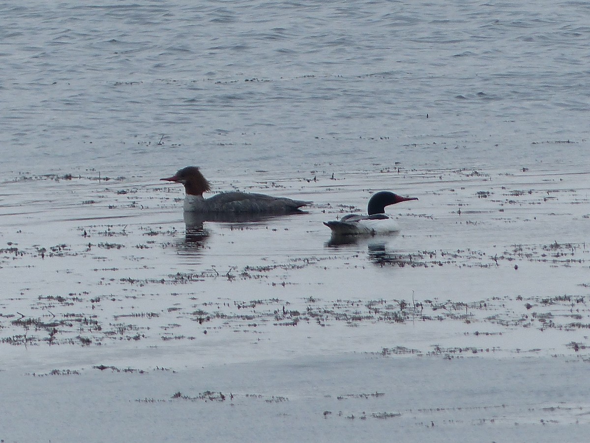 Common Merganser - ML98222741