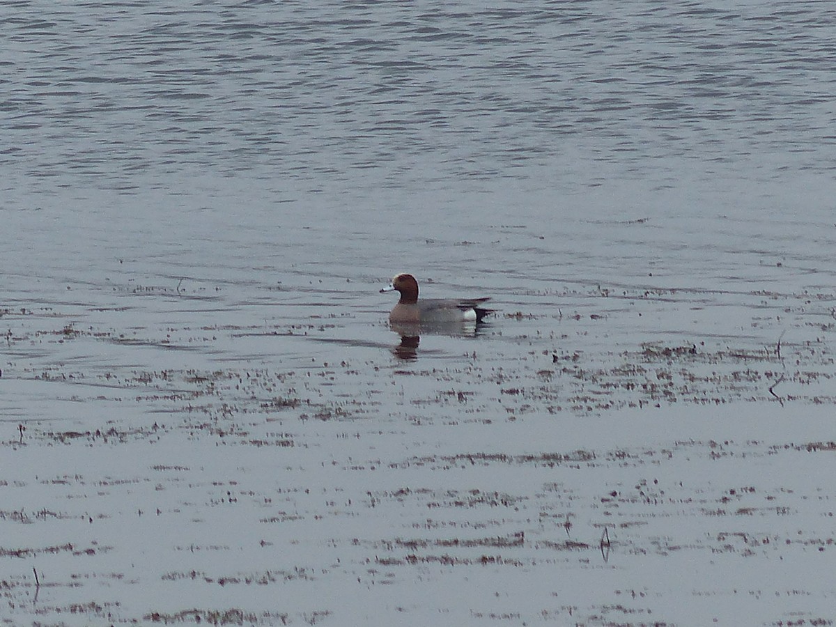 Eurasian Wigeon - ML98222941