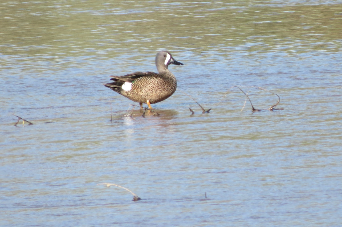 Blue-winged Teal - ML98231991