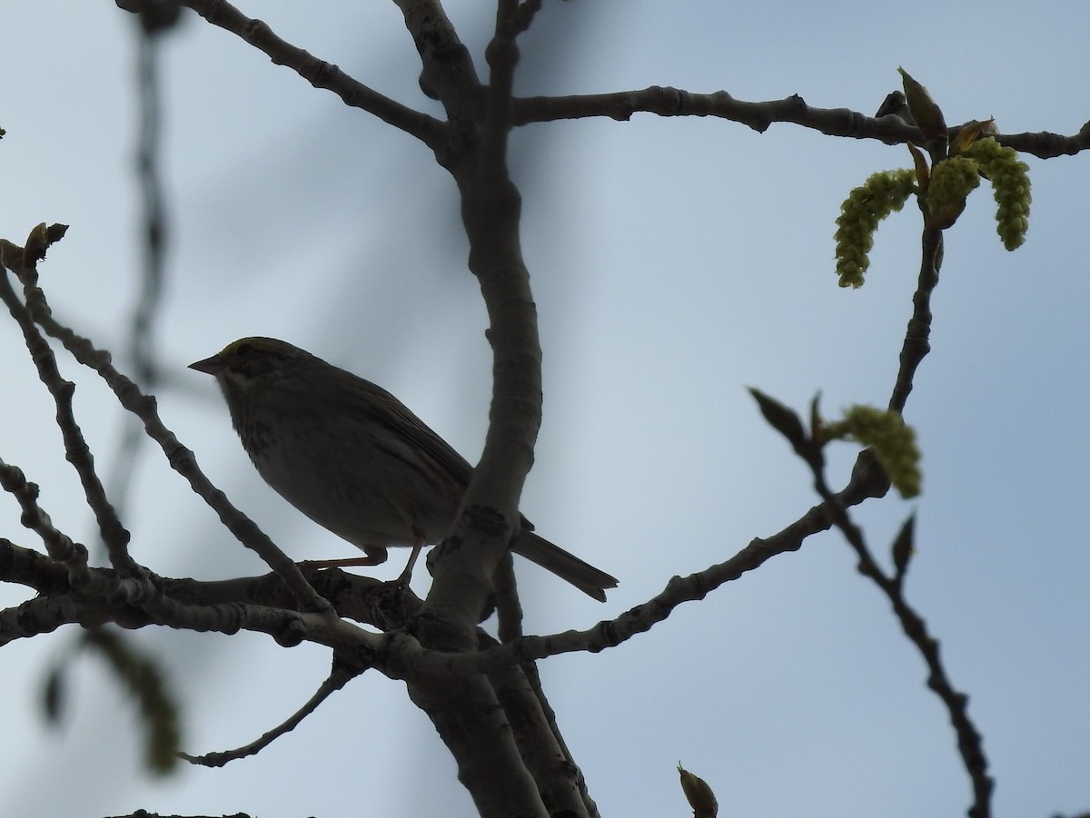 Savannah Sparrow - ML98233401