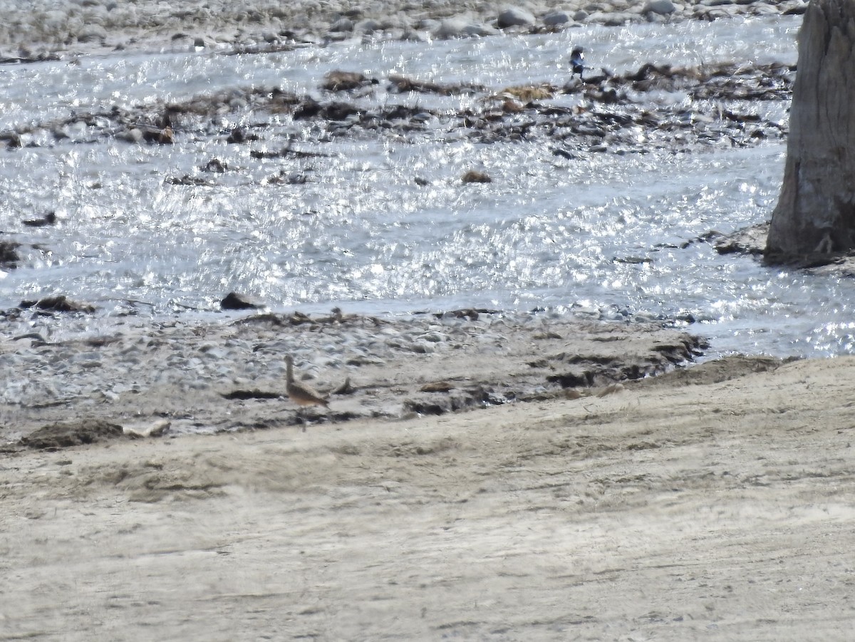 Long-billed Curlew - ML98233781