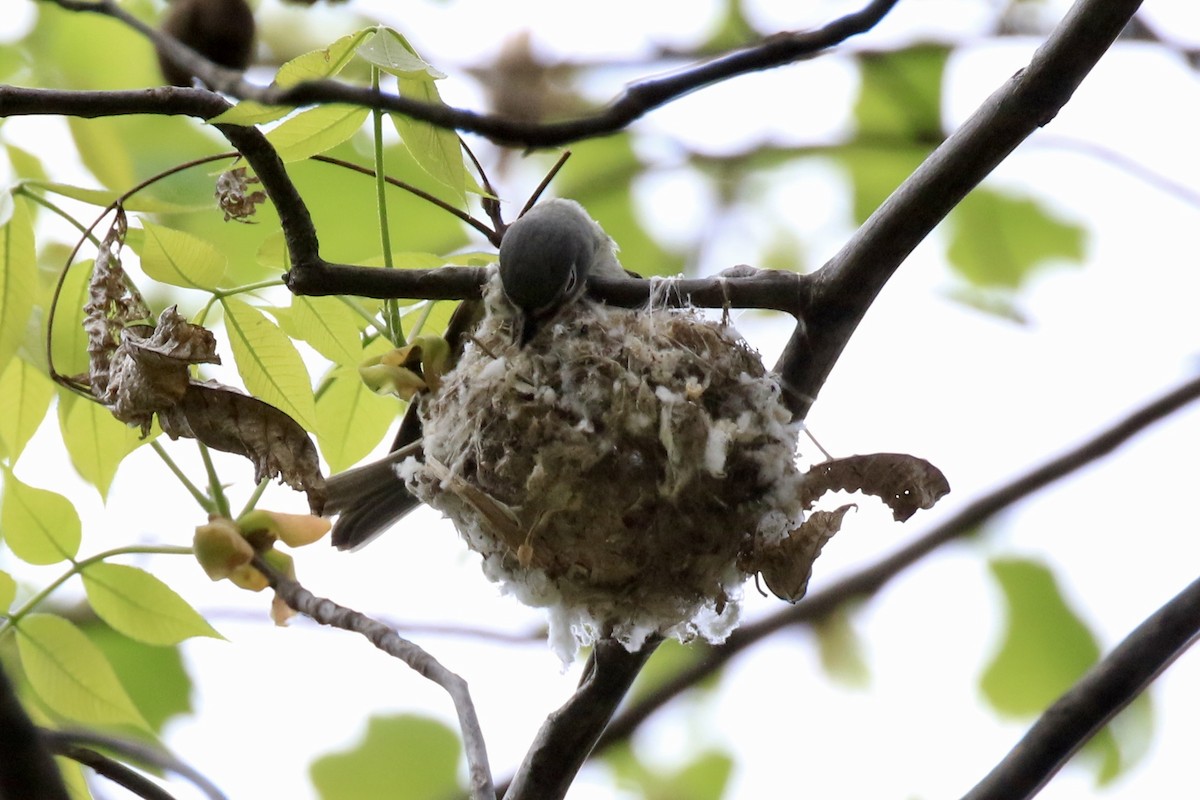 Blue-headed Vireo - ML98233901