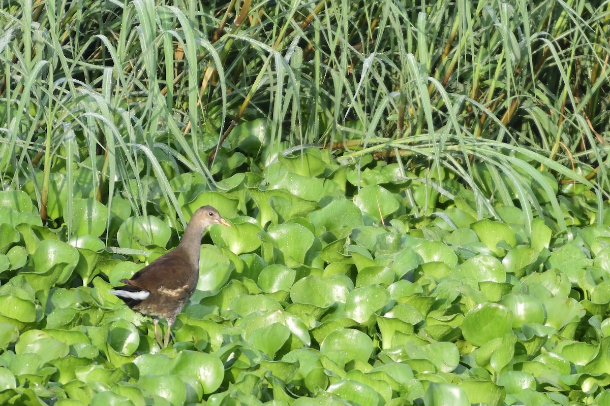 Gallinule d'Amérique - ML98234041